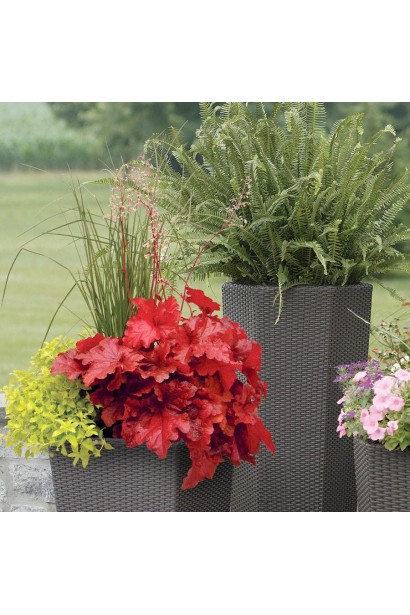 Гейхера гибридная Форевер Ред в горшке